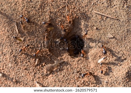 Macro image of ants actively moving near their nest entrance. Ca