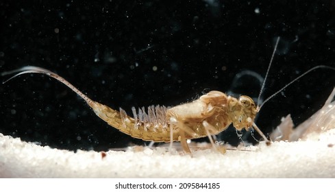 Macro image of aquatic animal (Plankton)