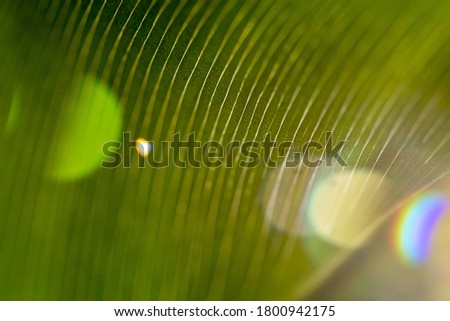 Similar – Image, Stock Photo flytrap III Plant