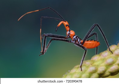 Assassin bug