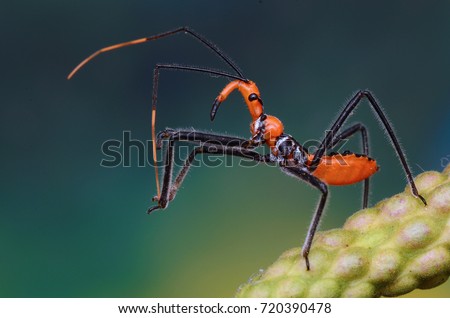 macro image of a beautiful assassin bug nymph