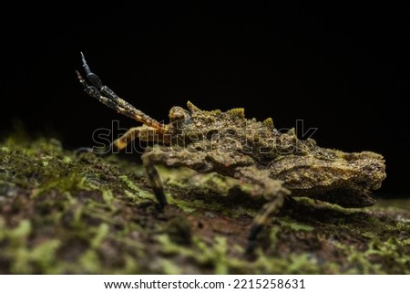 Macro image of beautiful insect locust (discotettix sp.) on deep rainforest jungle