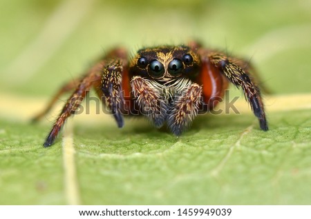 macro image of a beautiful jumping spider
