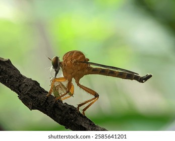 Macro image of a beautiful Robber Fly Gold with frey
