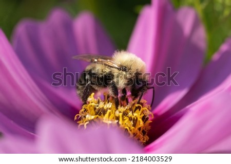 Macro Image of Bee on Cosmo Blossom