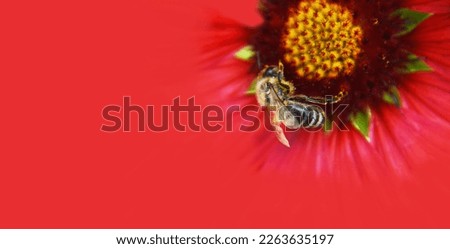 Image, Stock Photo adherence Nature Plant