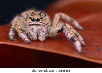 蜘蛛恐怖症images Stock Photos Vectors Shutterstock