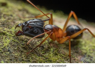 Macro image of Big-headed Ant
