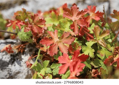 Macro image of Big-root Cranesbill foliage in Spring, Derbyshire England
