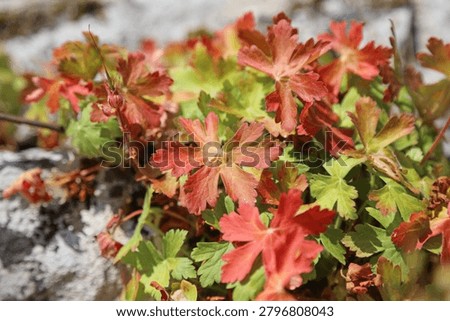 Macro image of Big-root Cranesbill foliage in Spring, Derbyshire England
