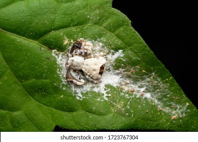 Macro Image of Bird dung crab spider on Green leaf.