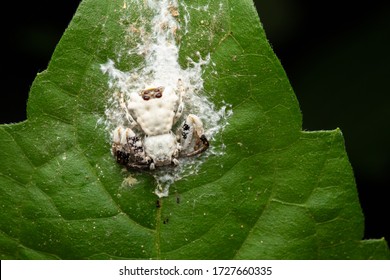 Macro Image of Bird dung crab spider on Green leaf.