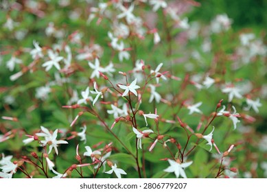 Macro image of Bowman's Root flowers, Nottinghamshire England

