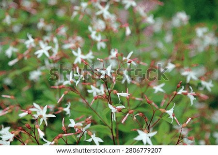 Macro image of Bowman's Root flowers, Nottinghamshire England
