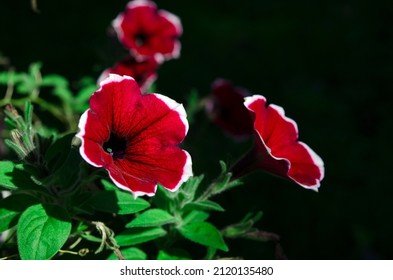 Macro Image Bright Petunia With Red Petals And White Border