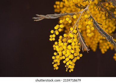 Macro Image Of The Bright Yellow Flowers Of The Black Wattle (Acasia Mearnsii)