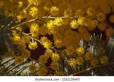 Macro Image Of The Bright Yellow Flowers Of The Black Wattle (Acasia Mearnsii)