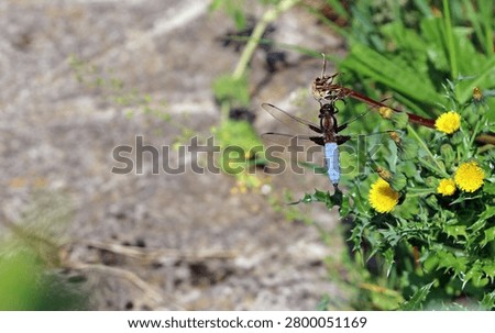 Macro image of a Broad-bodied chaser, Derbyshire England
