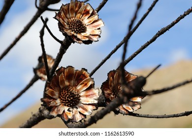 Macro Image Of Brown And White Remnants Of Protea Flowers After A Fire