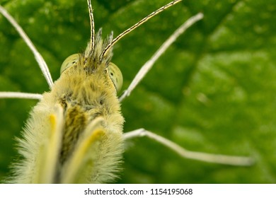 A Macro Image Of A Cabbage White Butterfly, Pieris Sp. In Kent,UK In August.