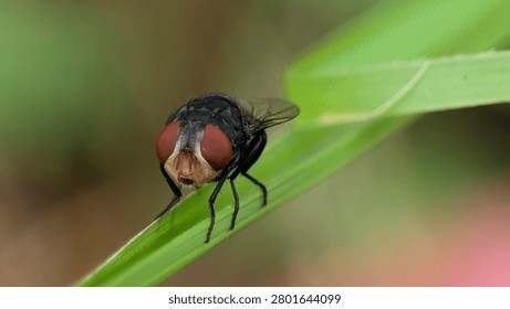 Macro image of a carrion fly resting on vegetation with soft natural background blur.

