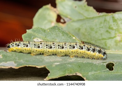 A Macro Image Of A Caterpillar Of The Large Cabbage White Butterfly On A Brassica Leaf In The UK In July.