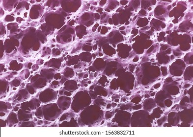 Macro Image Of A Cellulose Sponge