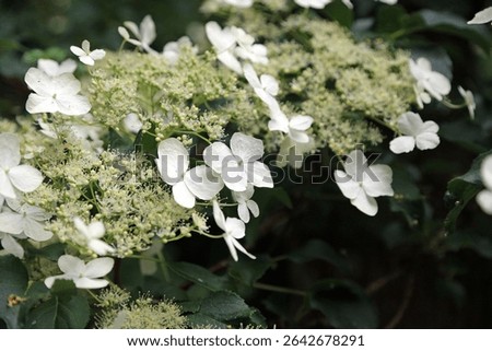 Macro image of Climbing Hydrangea flowers, Sussex England

