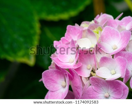 Macro image, Close up pink Hydrangea flower.