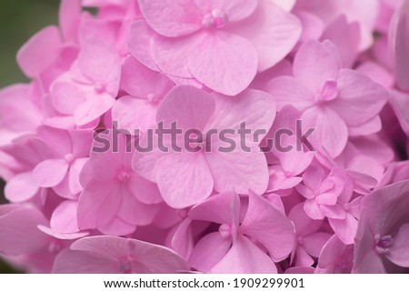 fresh morning Nature Plant