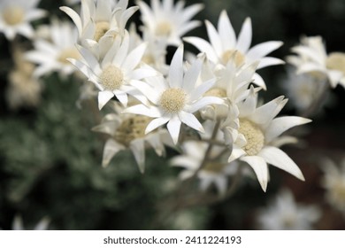 Macro image of a cluster of Flannel flowers in spring, New South Wales Australia
					
