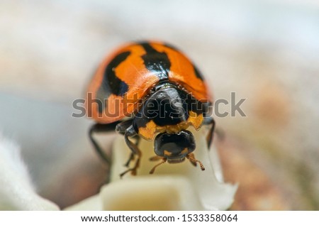 Similar – Image, Stock Photo random sample Insect Green