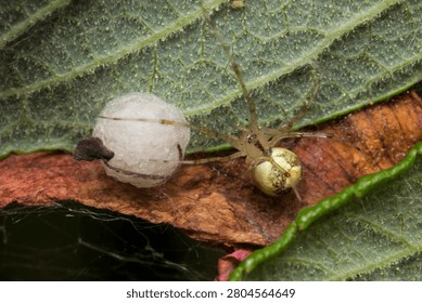 Macro image of a Comb-Footed Spider, also known as Enoplognatha ovata or Garden Comb-Footed Spider, guarding its egg sac on a textured leaf. Suitable for arachnology studies, nature documentaries, educational posters, and wildlife photography portfolios.