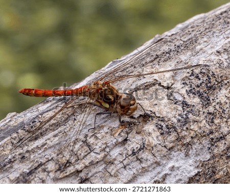 Macro image of a common darter dragonfly on a log.