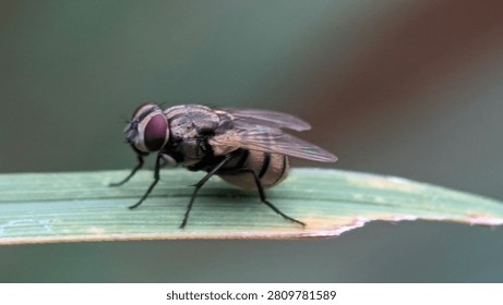 Macro image of a common fly perched on a green stem, emphasizing its segmented body, bristles, and remarkable anatomical details.
