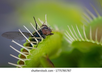 A Macro Image Of A Common Green Bottle Fly Caught Inside One Of The Traps Of A Venus Fly Trap