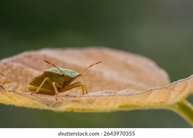 Macro image of Common green shieldbug (Palomena prasina) standing on a leaf, UK