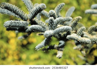 Macro image of a conifer branch, Norfolk England
 - Powered by Shutterstock