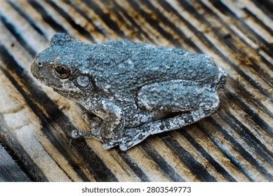 Macro image of Cope's Gray Treefrog.