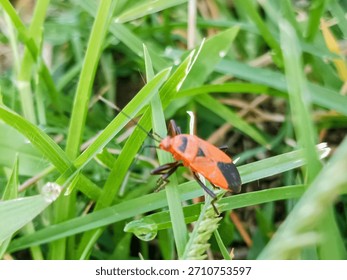 macro image of cotton bug (Dysdercus cingulatus) on a bush leaf, family Pyrrhocoridae.