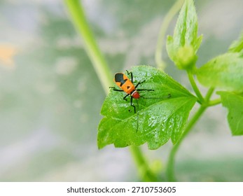 macro image of cotton bug (Dysdercus cingulatus) on a bush leaf, family Pyrrhocoridae.