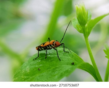 macro image of cotton bug (Dysdercus cingulatus) on a bush leaf, family Pyrrhocoridae.