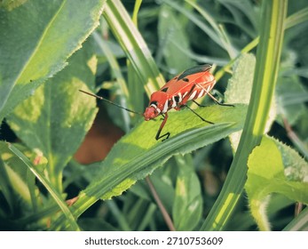 macro image of cotton bug (Dysdercus cingulatus) on a bush leaf, family Pyrrhocoridae.