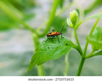 macro image of cotton bug (Dysdercus cingulatus) on a bush leaf, family Pyrrhocoridae.