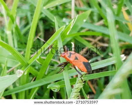 macro image of cotton bug (Dysdercus cingulatus) on a bush leaf, family Pyrrhocoridae.
