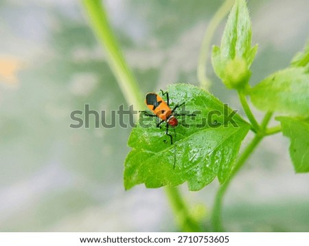 macro image of cotton bug (Dysdercus cingulatus) on a bush leaf, family Pyrrhocoridae.