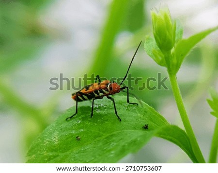 macro image of cotton bug (Dysdercus cingulatus) on a bush leaf, family Pyrrhocoridae.