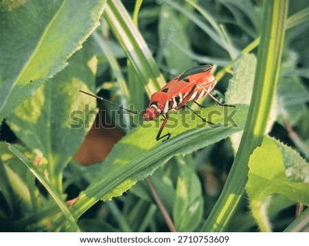 macro image of cotton bug (Dysdercus cingulatus) on a bush leaf, family Pyrrhocoridae.