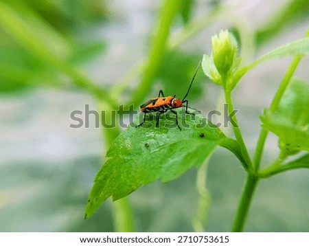 macro image of cotton bug (Dysdercus cingulatus) on a bush leaf, family Pyrrhocoridae.