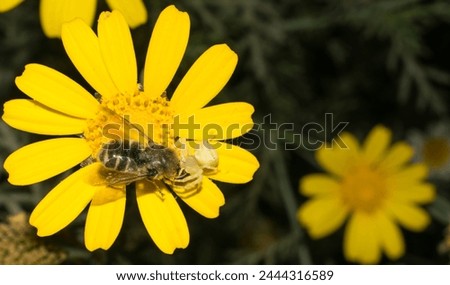 Macro image of a crab spider killing a honey bee. A spider with its prey. A spider eating a honey bee.